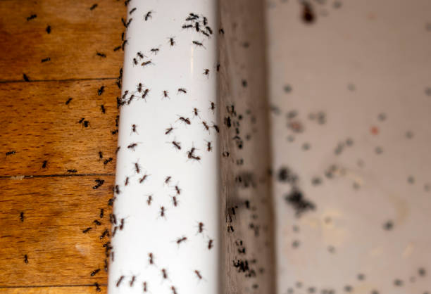 Best Emergency Pest Control  in Hamilton, AL
