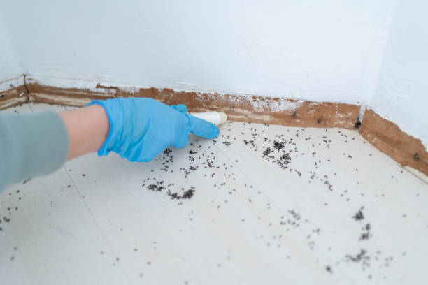 Best Ant Control Services  in Hamilton, AL